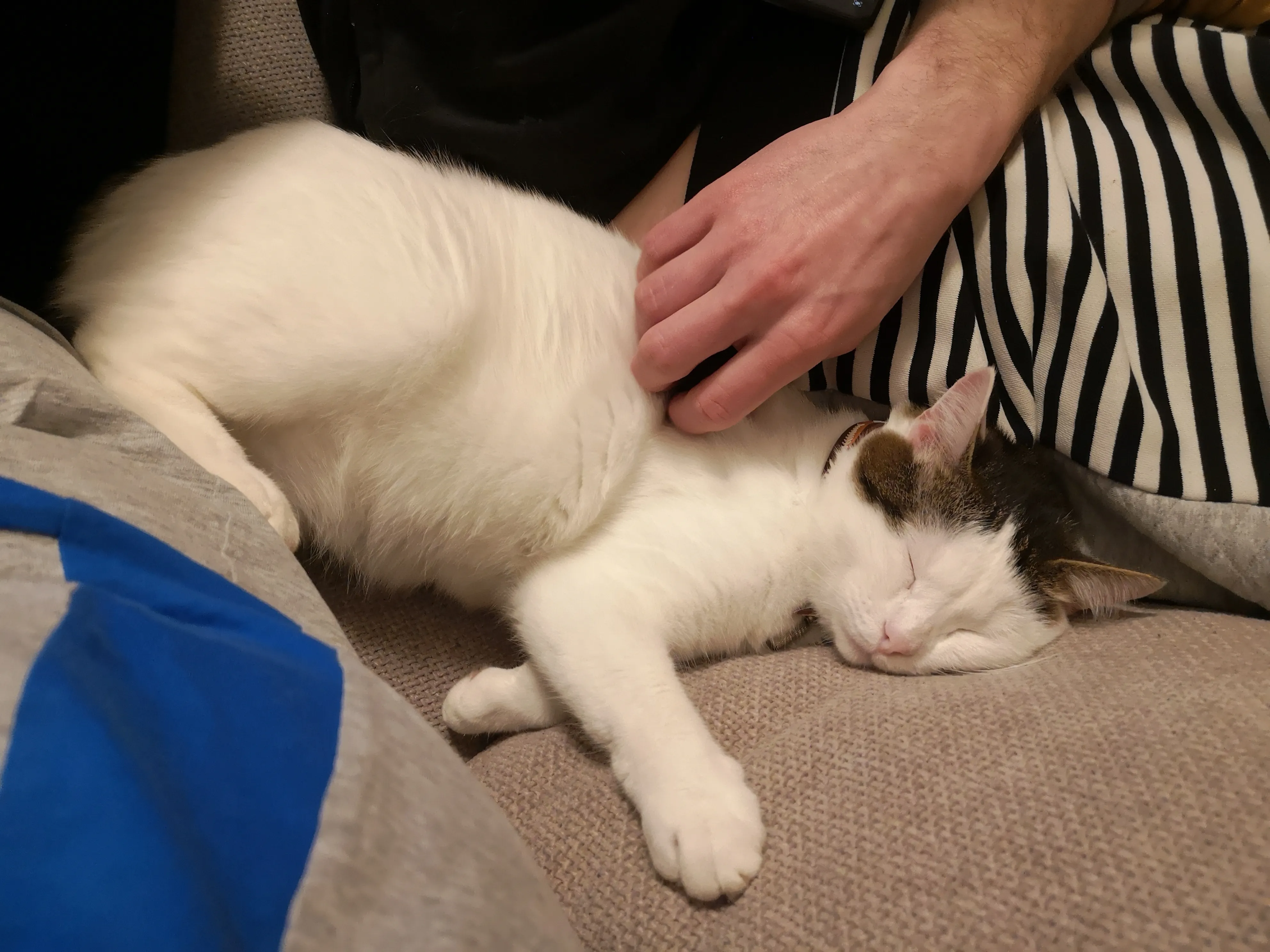 How an NGO uses Zelos to match 4,000+ animals to foster homes each year
