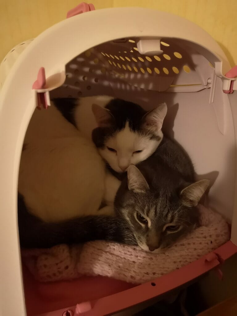 Photo of two cats in a crate